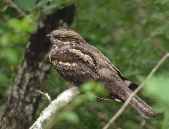 A la découverte des oiseaux forestiers
